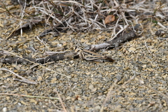 Rhammatocerus viatorius