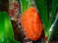 Aplidium elegans