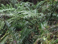 Angiopteris fokiensis