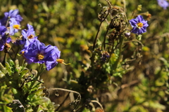Solanum pinnatum