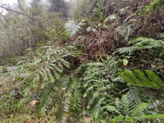 Angiopteris fokiensis