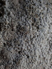 Lecanora rupicola