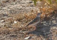 Calandrella brachydactyla