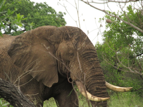 Elephants