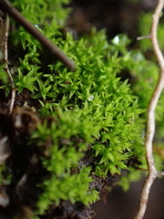 Pseudocrossidium hornschuchianum