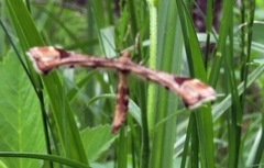 Platyptilia