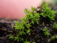 Pseudocrossidium hornschuchianum