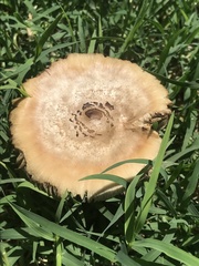 Chlorophyllum