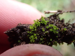 Pseudocrossidium hornschuchianum