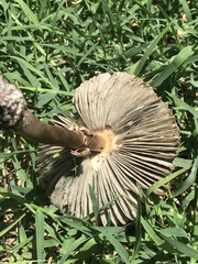 Chlorophyllum
