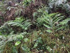 Angiopteris fokiensis