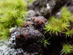 Fuscopannaria leucostictoides