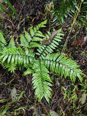 Angiopteris fokiensis