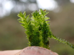 Plagiothecium denticulatum