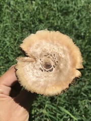 Chlorophyllum