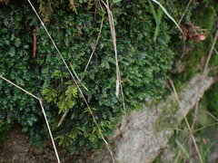 Plagiothecium denticulatum