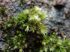 Hedwigia stellata