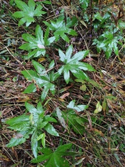 Rubus reflexus lanceolobus
