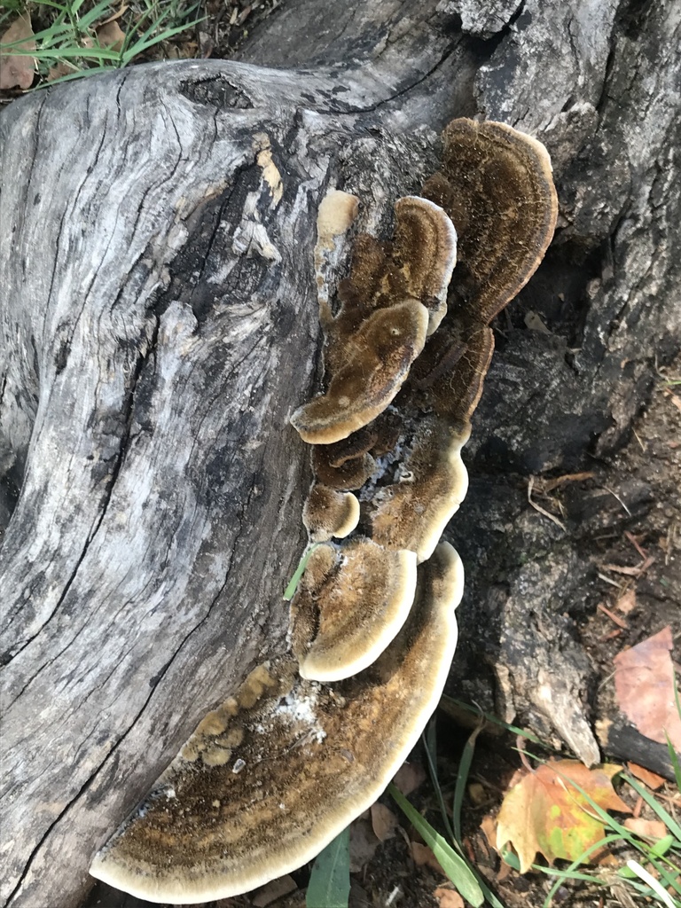 Coriolopsis gallica · January 2023 · photo: © tutitah (iNaturalist, cc0)