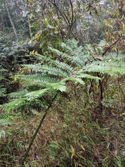 Angiopteris fokiensis