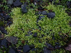 Brachythecium albicans