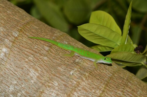Seychelles Day Gecko, Phelsuma astriata