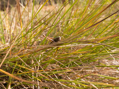 Metrioptera brachyptera
