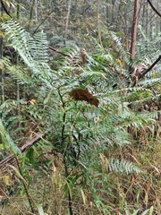 Angiopteris fokiensis