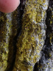 Chrysothrix chlorina