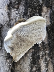 Polyporaceae