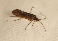 Limnephilus sparsus
