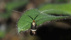 Adela australis