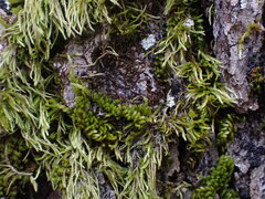 Frullania nisquallensis