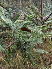 Angiopteris fokiensis