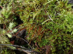 Vinealobryum vineale