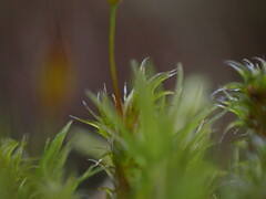 Racomitrium heterostichum