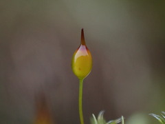 Racomitrium heterostichum