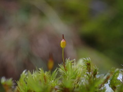 Racomitrium heterostichum