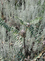 Astragalus alopecurus