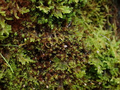 Vinealobryum vineale