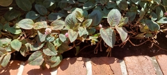 Persicaria capitata