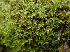 Tortella tortuosa