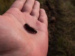 Acronicta menyanthidis