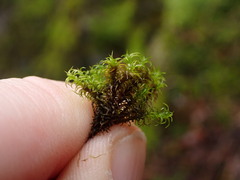 Tortella tortuosa