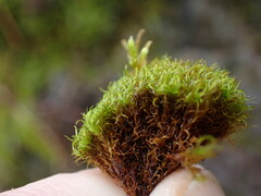 Tortella tortuosa