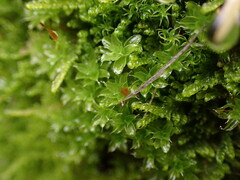 Syntrichia princeps