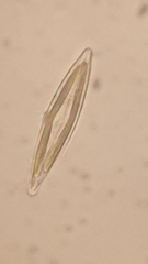 Naviculales