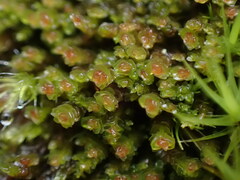 Marsupella emarginata