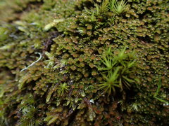 Marsupella emarginata