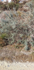 Atriplex halimus